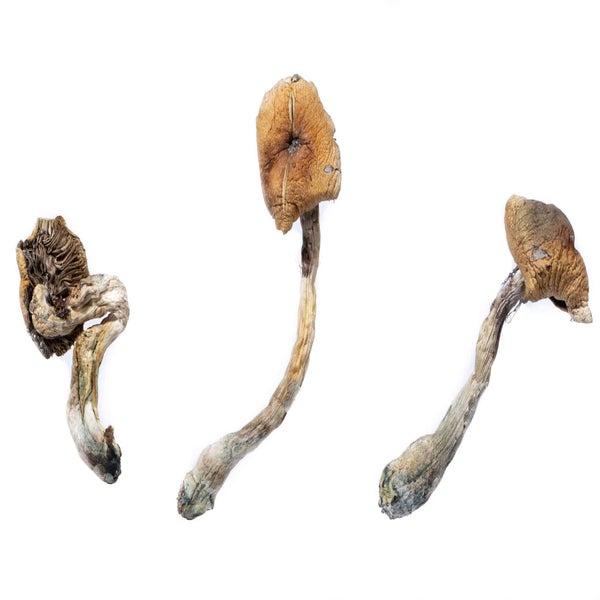 B Plus Dried Magic Mushrooms
