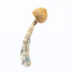 Trinity Dried Magic Mushrooms