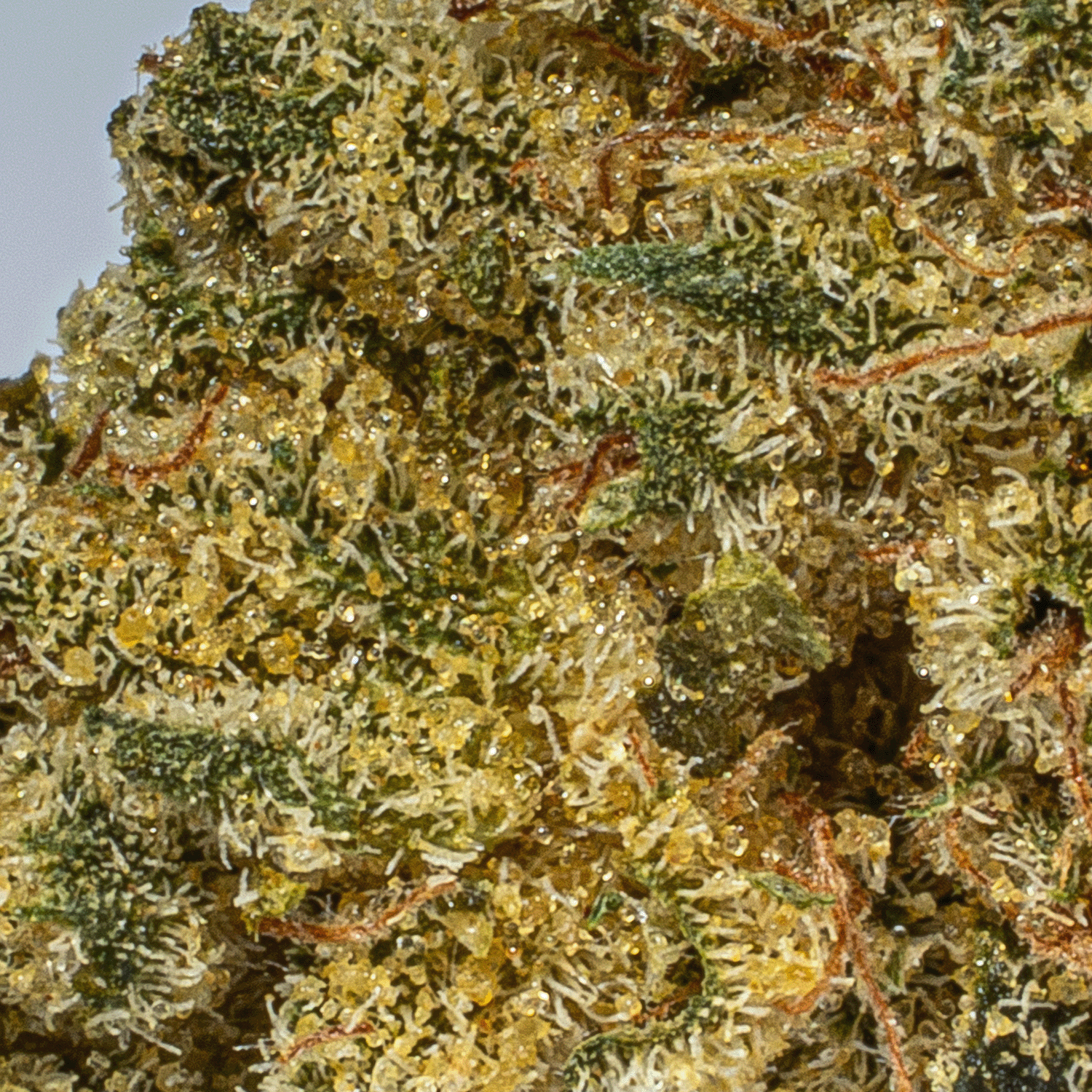 Obama Kush (AA) - Image 5