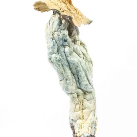 A-One Mushrooms - Transkei - Image 3