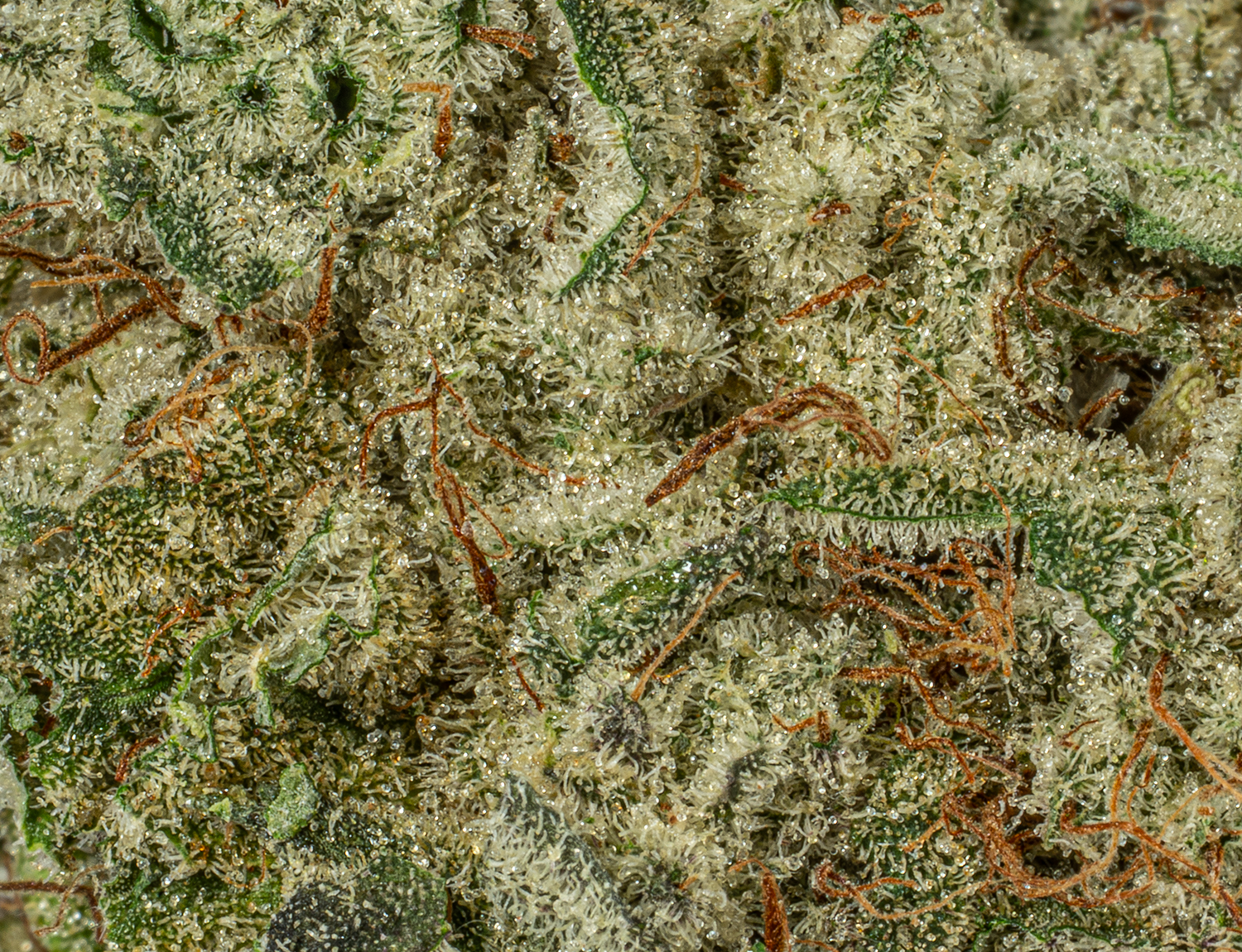 Slurricane (AA+) - Image 5