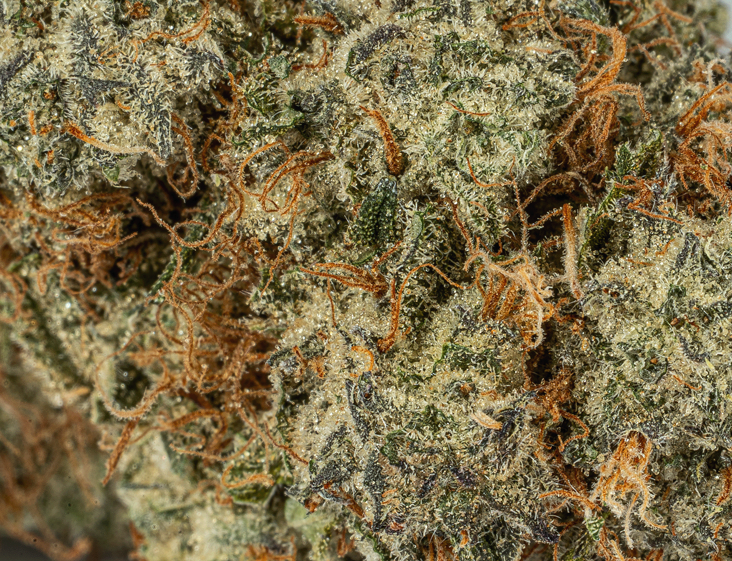 Strawberry Cough (AAA) - Image 5