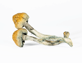 A-One Mushrooms - Trinity: A powerful blend for a balanced