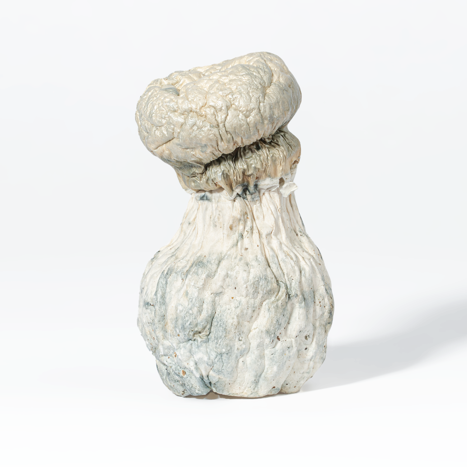 Albino Penis Envy (A.P.E) Mushrooms - Image 4