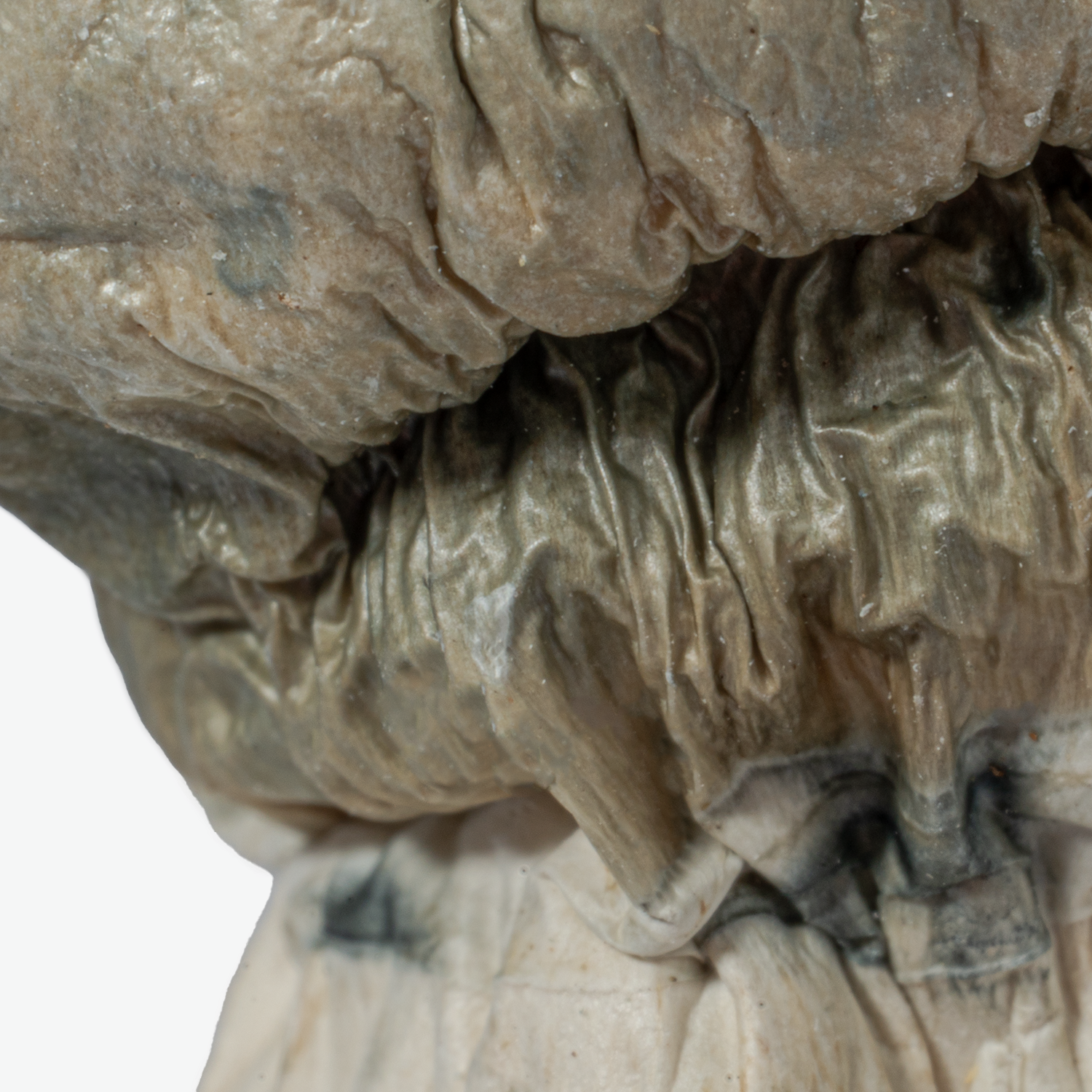 Albino Penis Envy (A.P.E) Mushrooms - Image 5