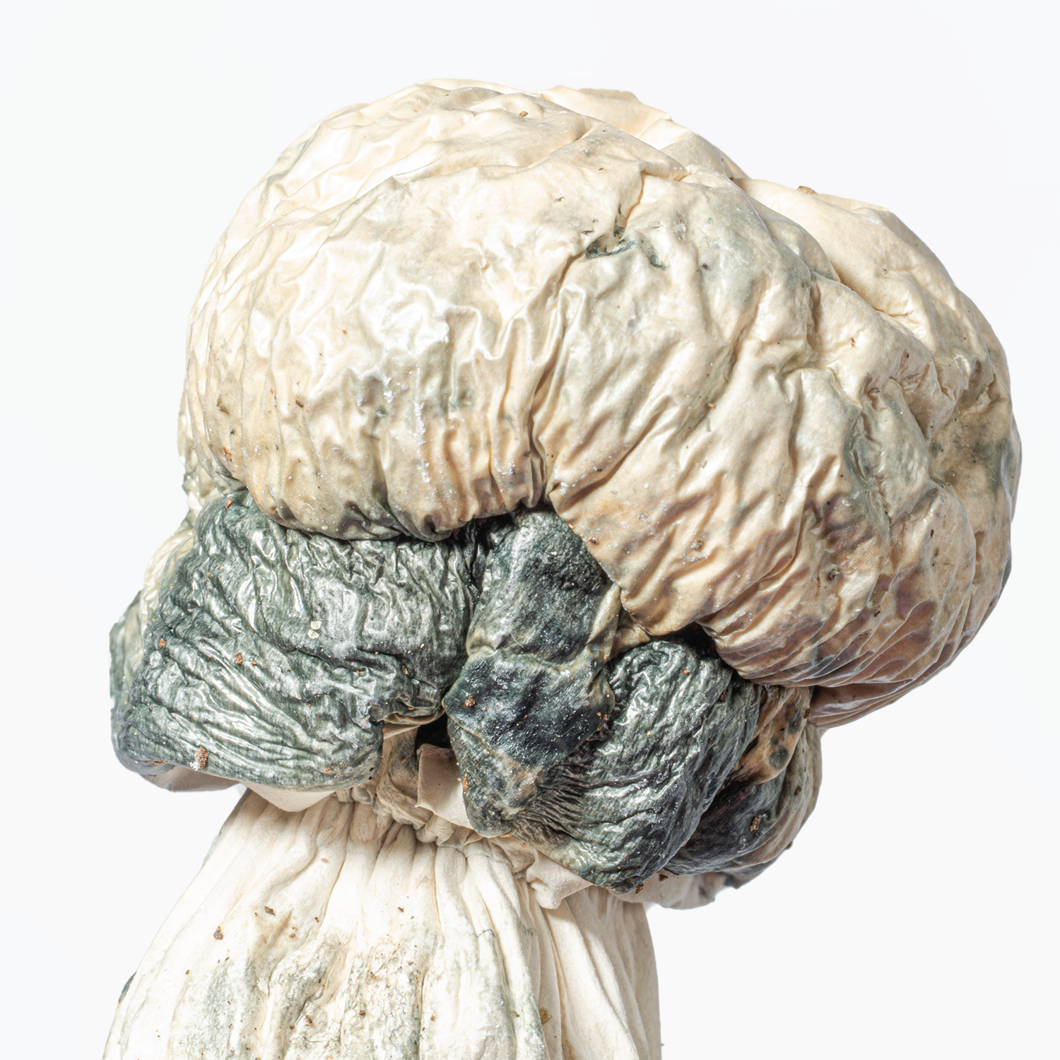 Albino Penis Envy (A.P.E) Mushrooms - Image 6