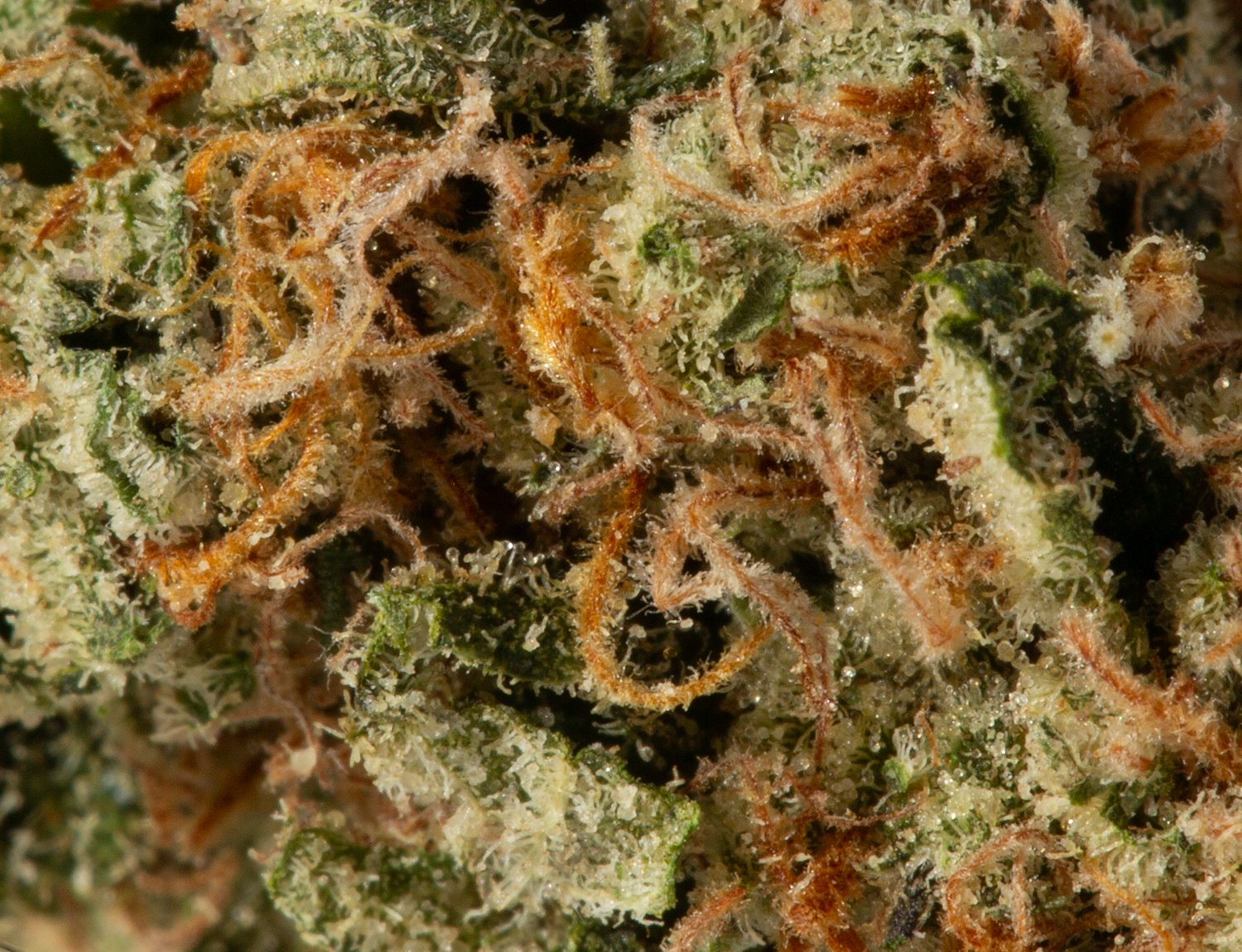 Alaskan Thunder Fuck (AAA) - Image 5