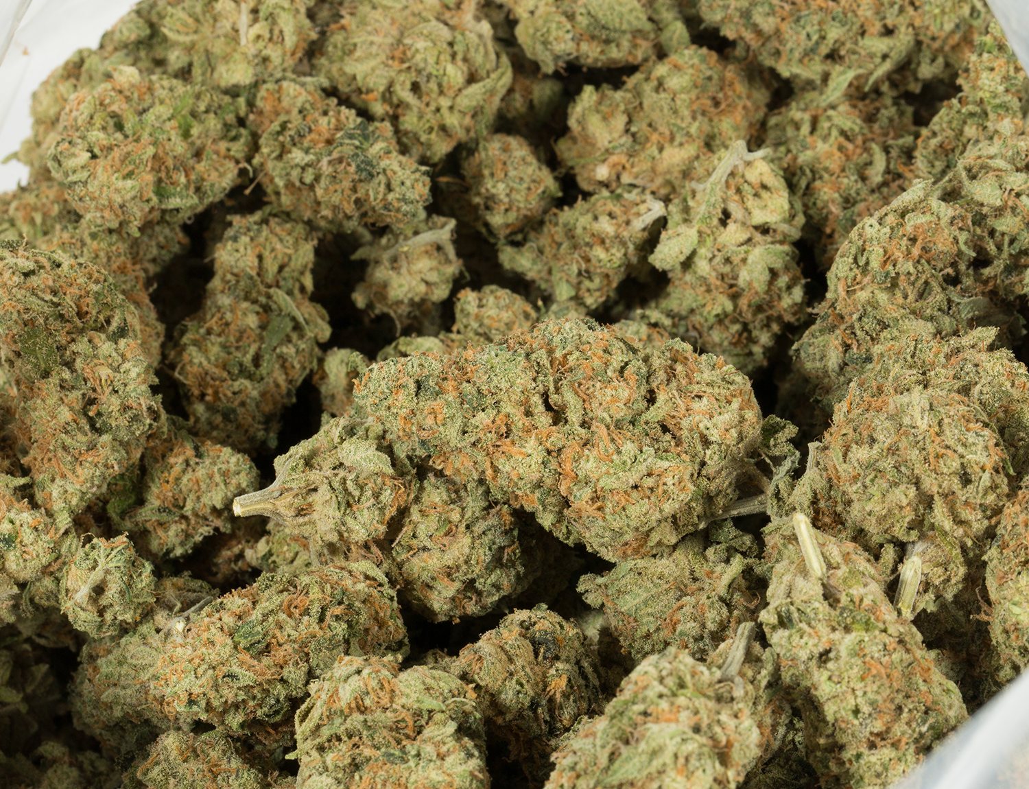 Alaskan Thunder Fuck (AAA) - Image 4