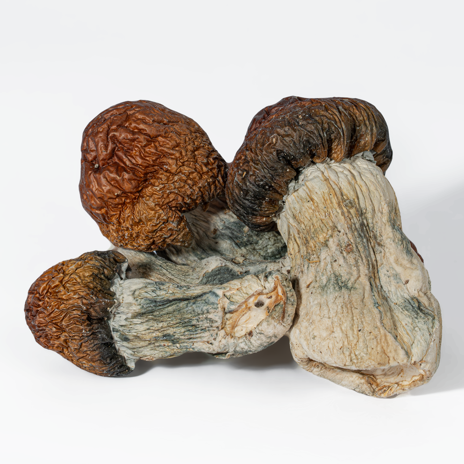Blue Pulaski Mushrooms - Image 2