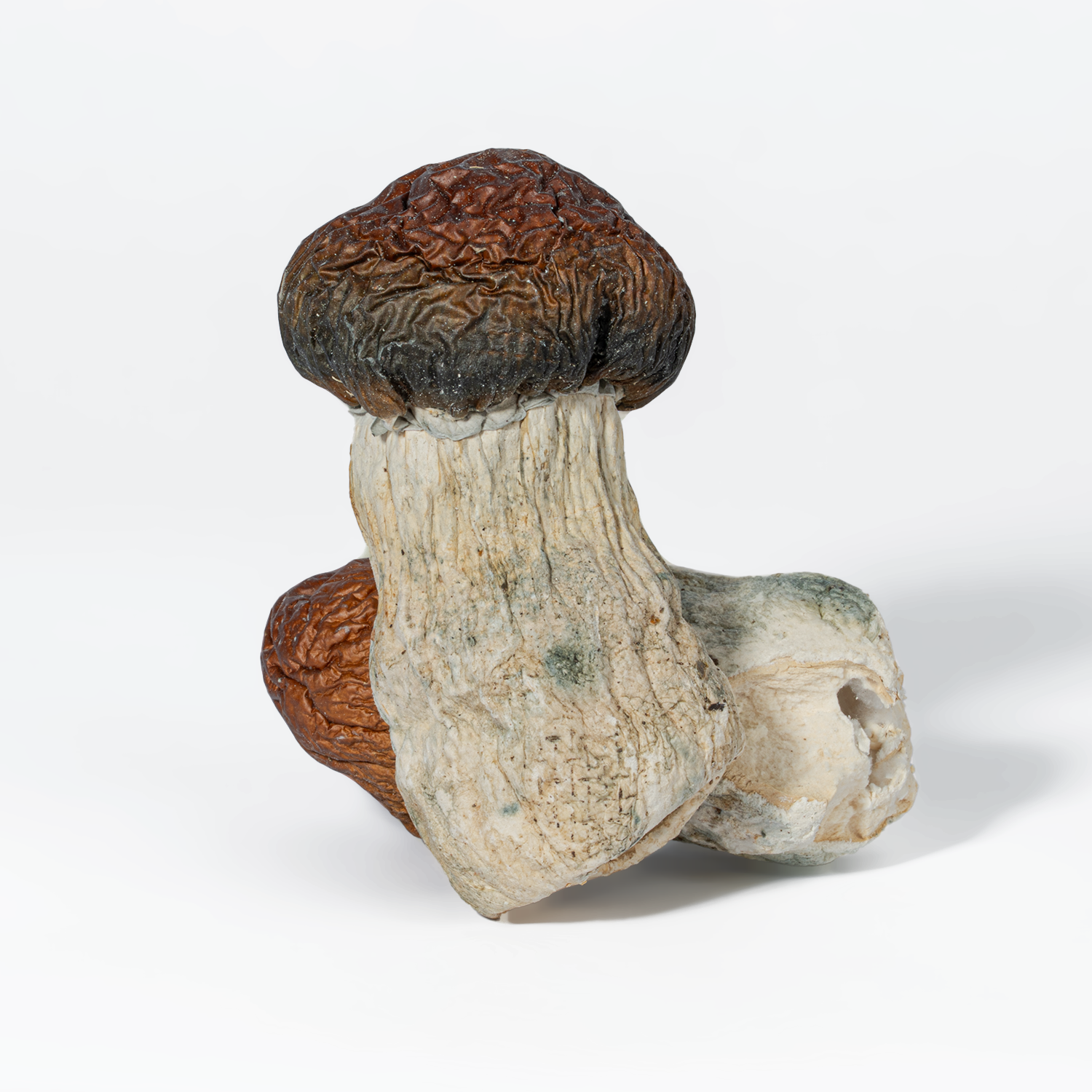 Blue Pulaski Mushrooms