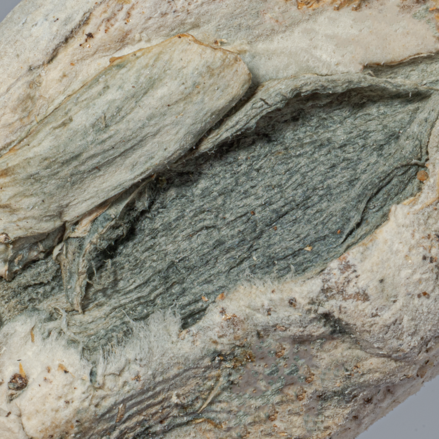 Blue Pulaski Mushrooms - Image 3