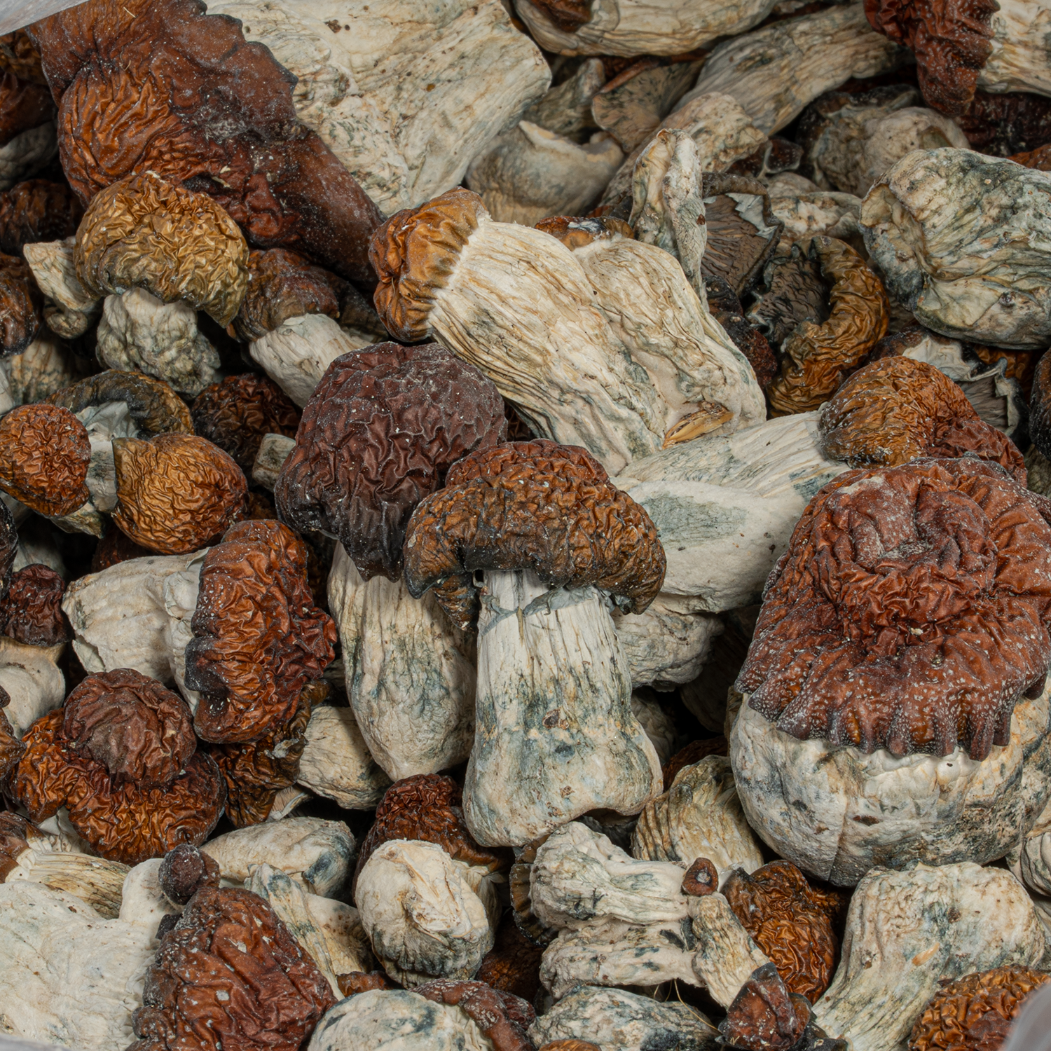 Blue Pulaski Mushrooms - Image 4