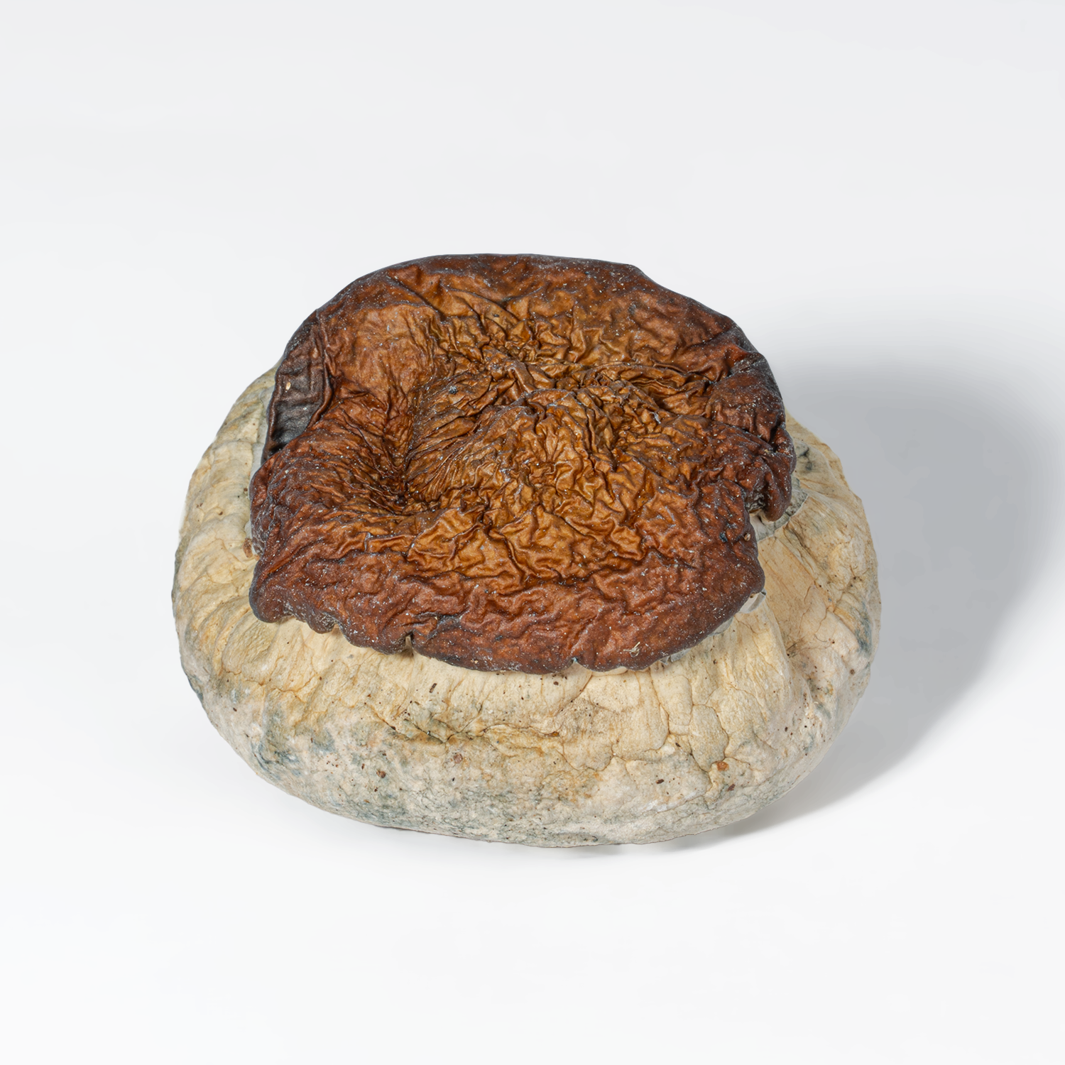 Bluey Vuitton Mushrooms - Image 2