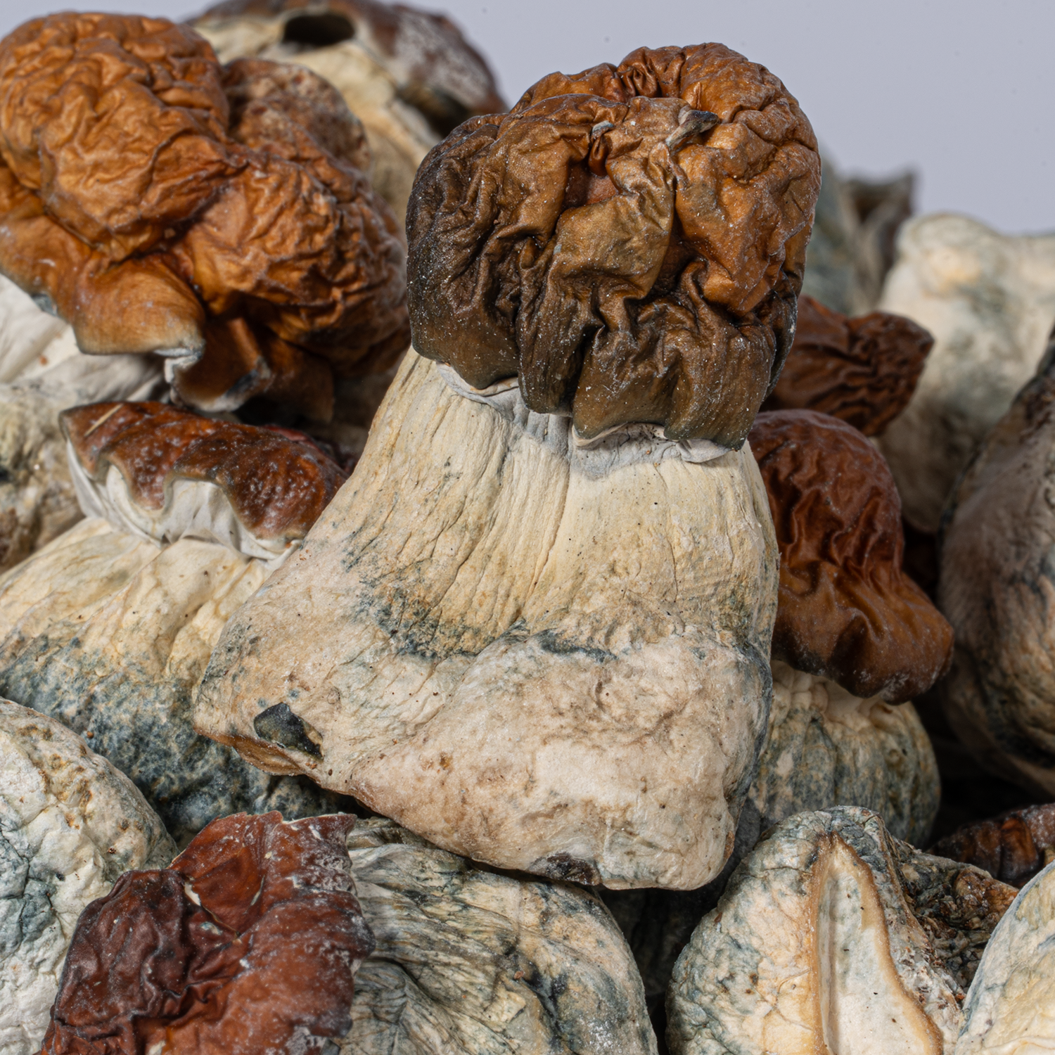 B+ Mushrooms - Image 2