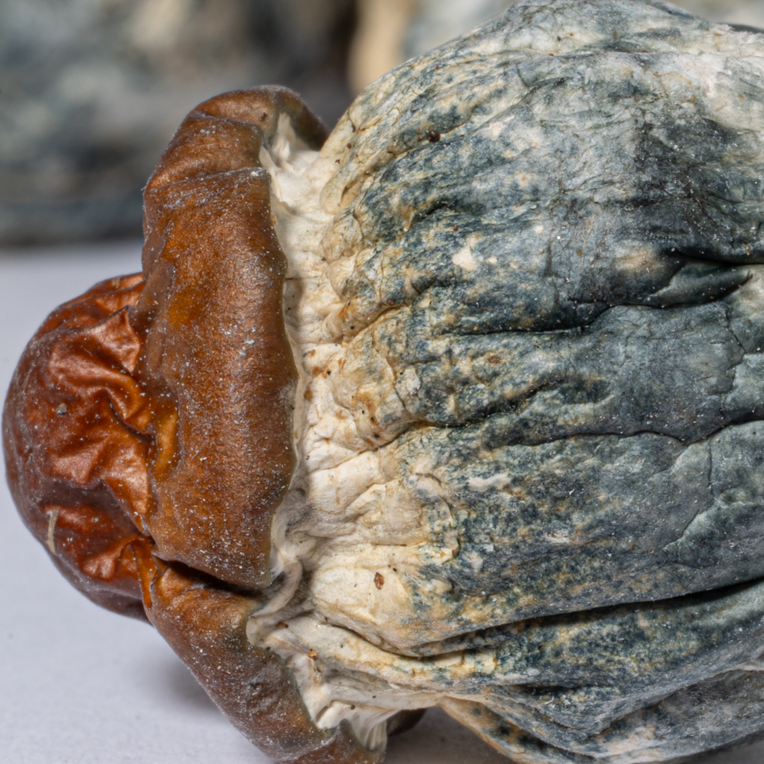 B+ Mushrooms - Image 3