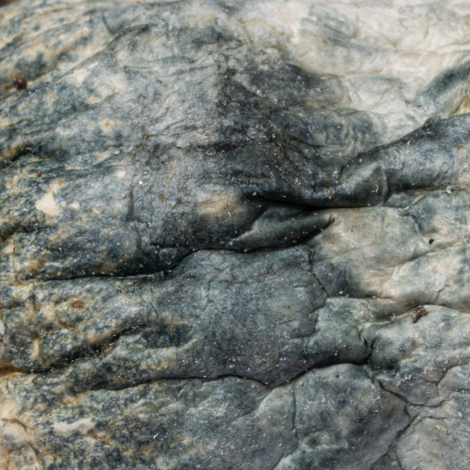 B+ Mushrooms - Image 4