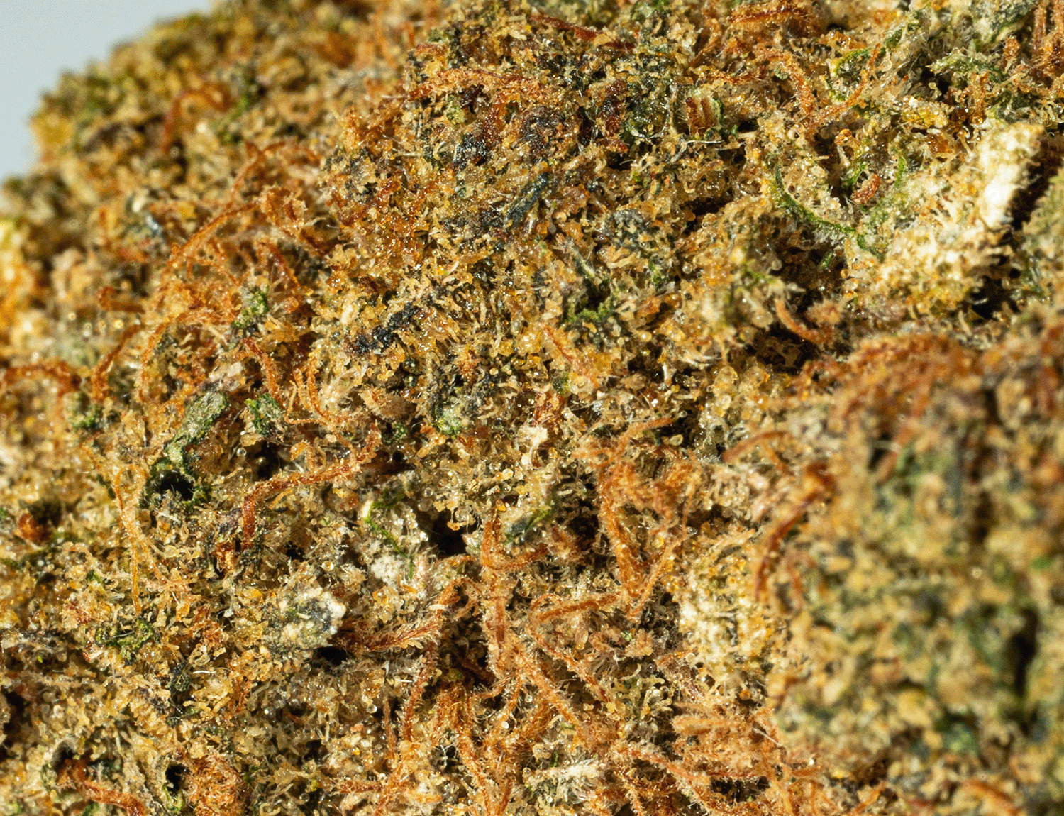 Beaver Tail (AA+) - Image 5