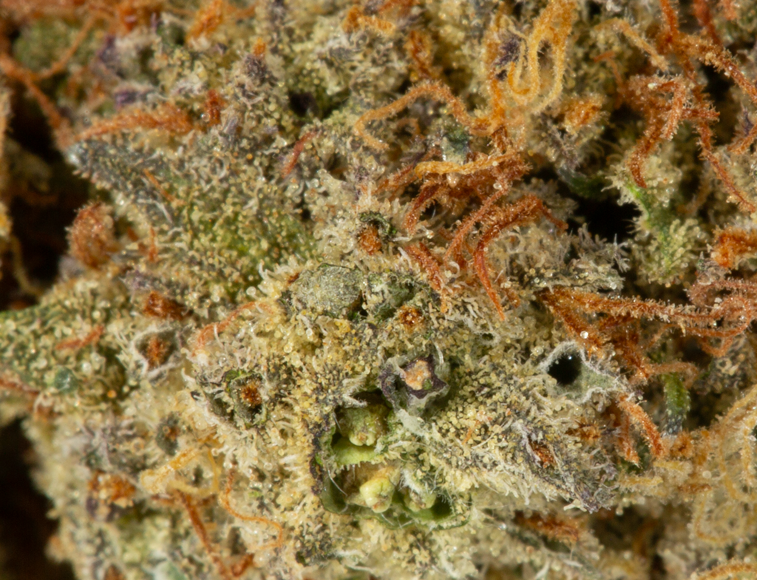 Beaver Tail (AA+) - Image 4