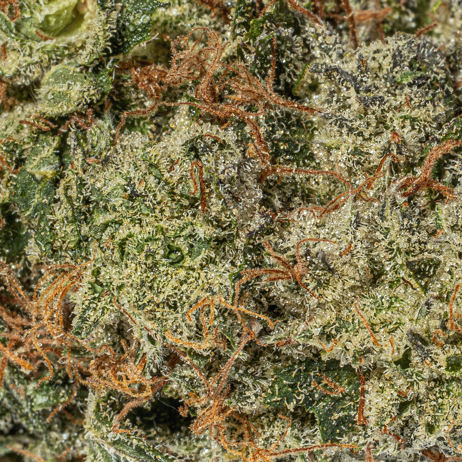 Champagne Pink (AAAA) - Image 4