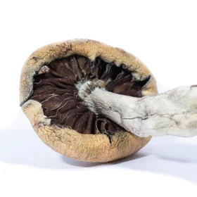 A-One Mushrooms - Creeper - Image 2