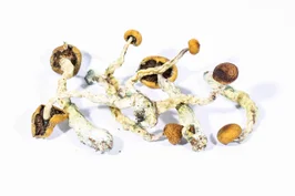 A-One Mushrooms - Creeper