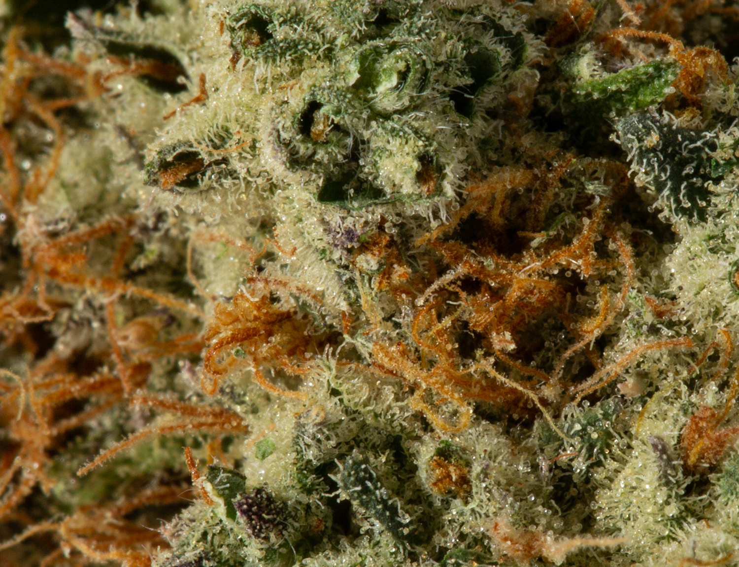 Donkey Butter (AAAA) - Image 5