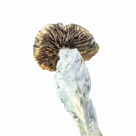 A-One Mushrooms - Ecuadorian - Image 2