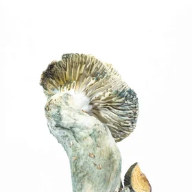 A-One Mushrooms - McKennaii - Image 2