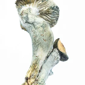 A-One Mushrooms - McKennaii - Image 3