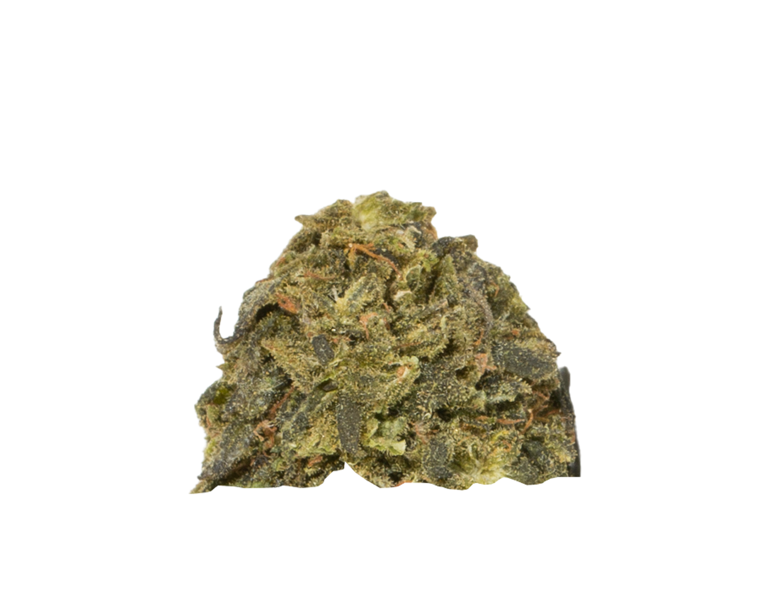 Early Bird (Budget) - Image 3