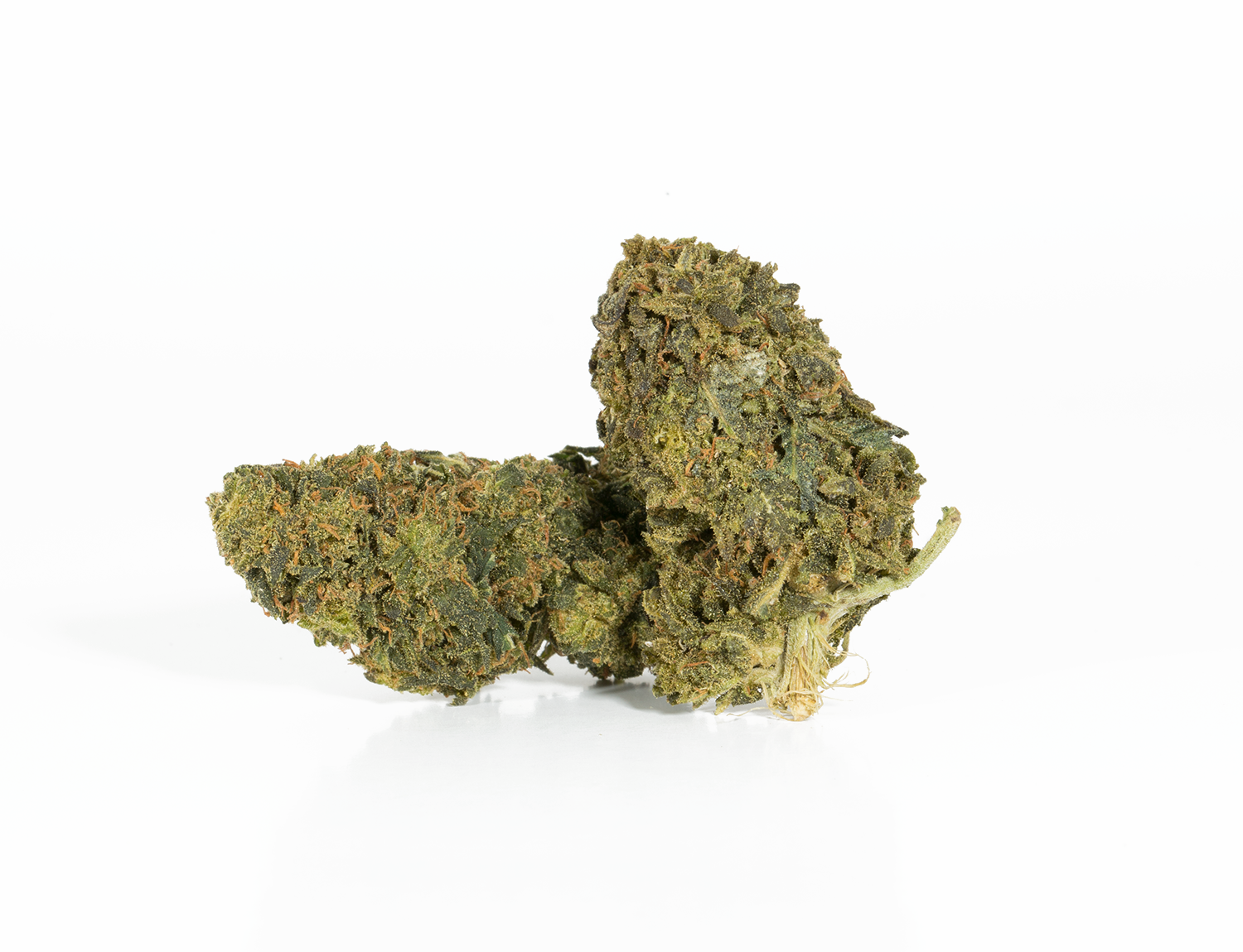 Early Bird (Budget) - Image 2