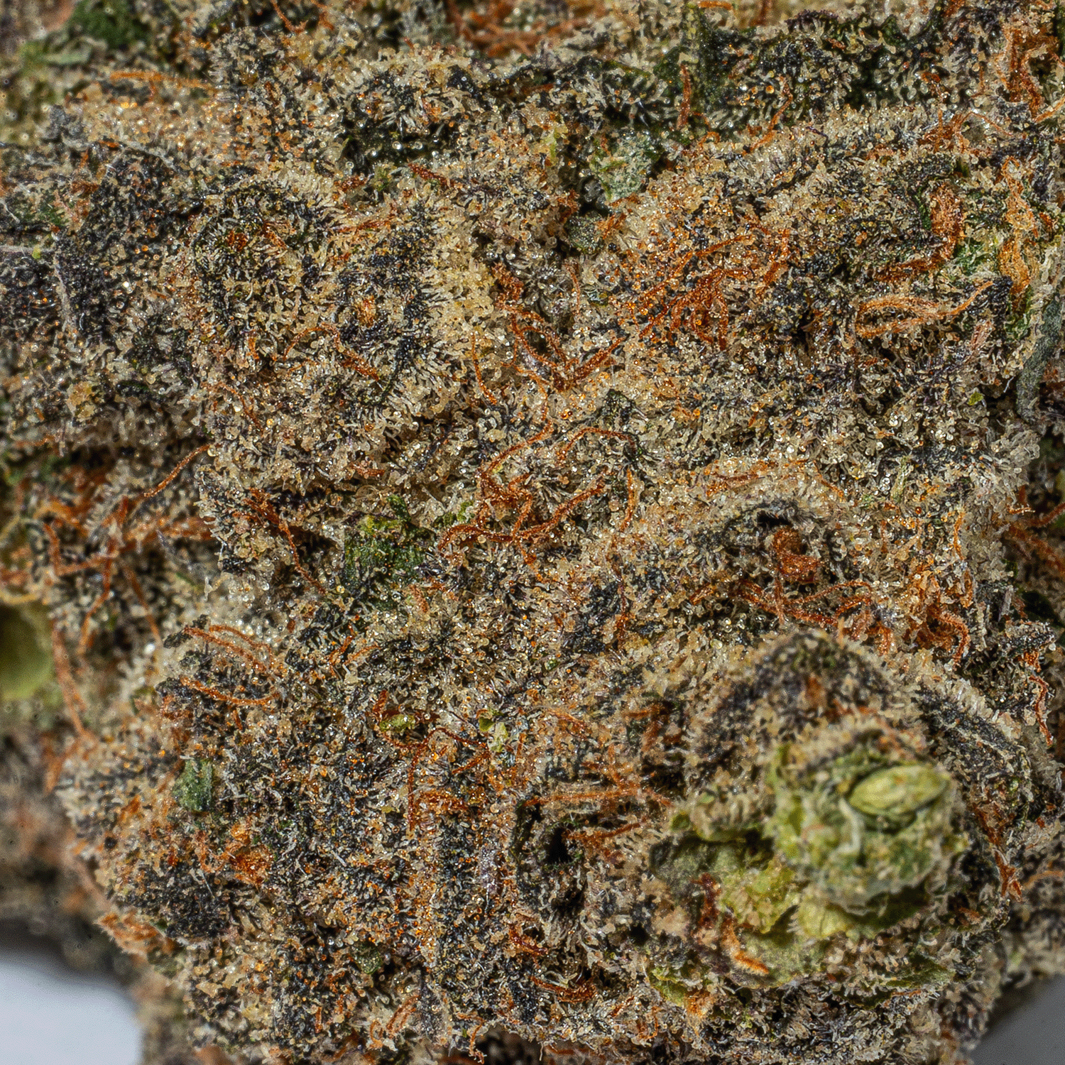 Grunk Panda (AAAA) - Image 3