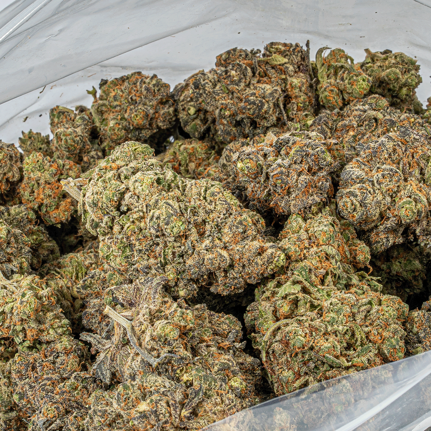 Grunk Panda (AAAA) - Image 4