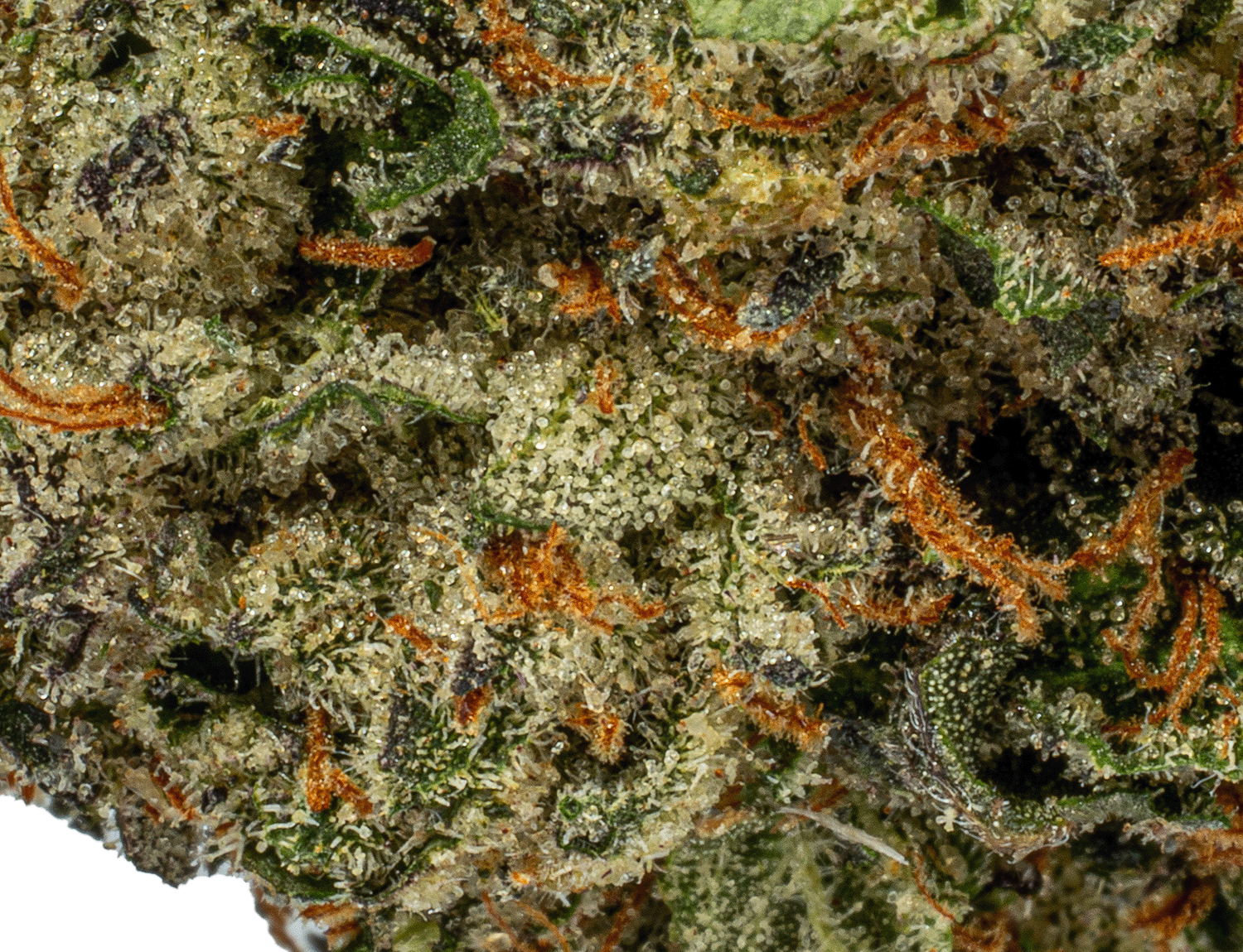 Humboldt Frost (AAAA) - Image 4