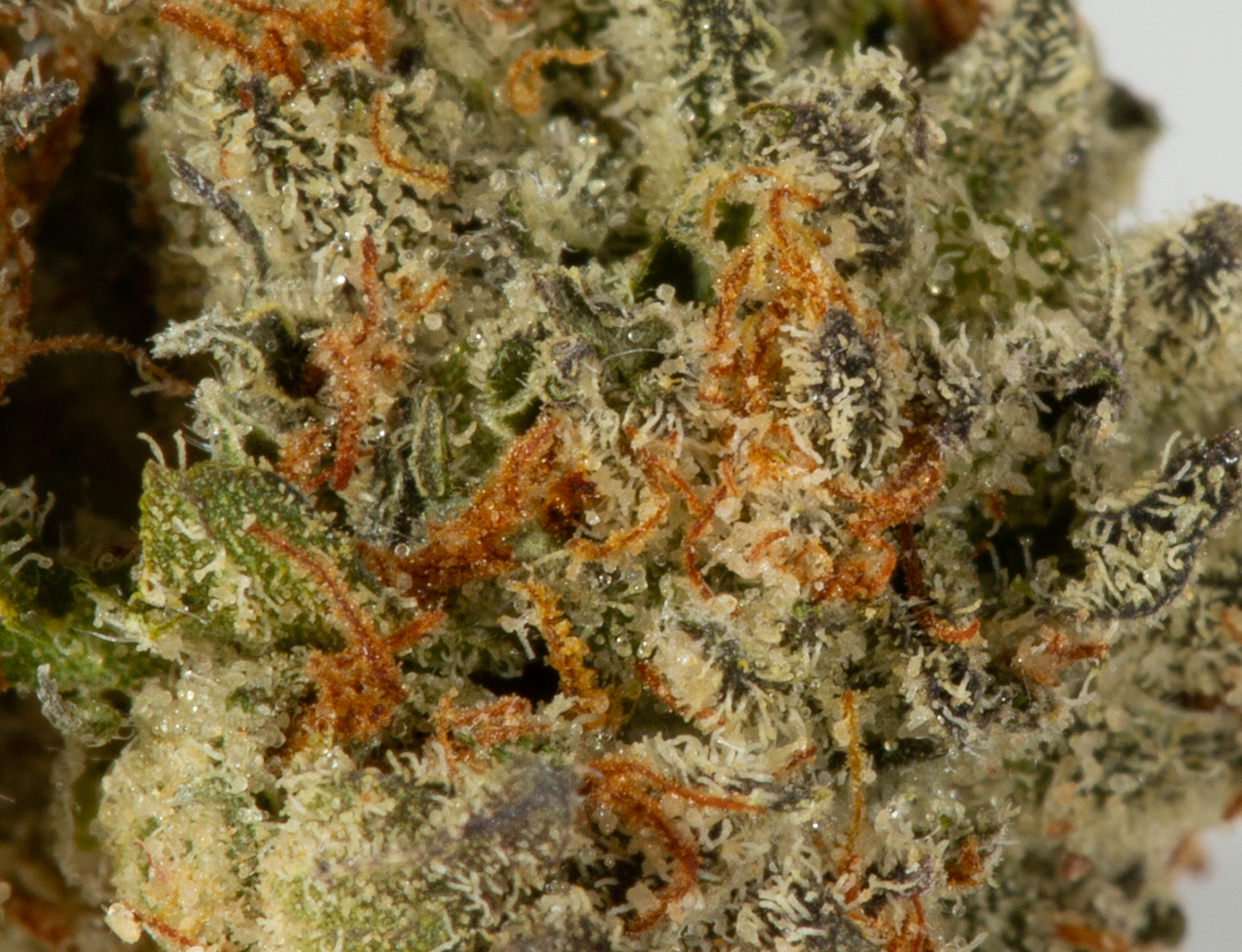(Smalls) L.A Confidential (AAAA) - Image 5