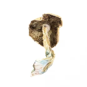 A-One Mushrooms - Amazonian - Image 2