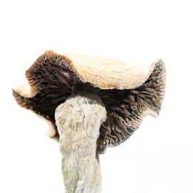 A-One Mushrooms - Golden Mammoth - Image 3