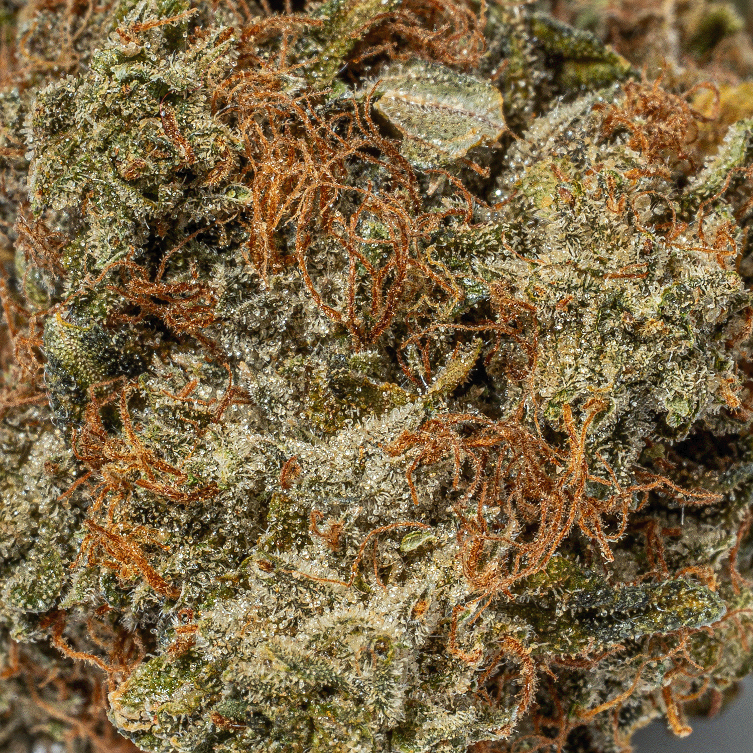 98 Lemon Haze (AA) - Image 5