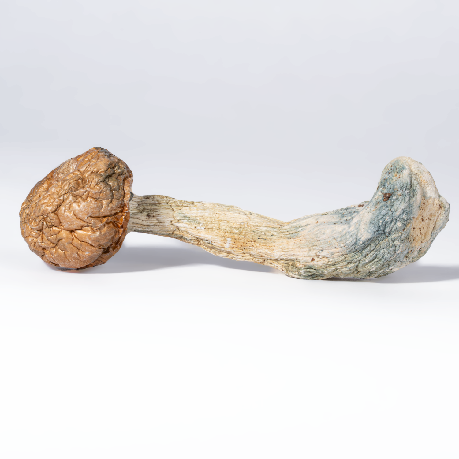 Penis Envy Mushrooms