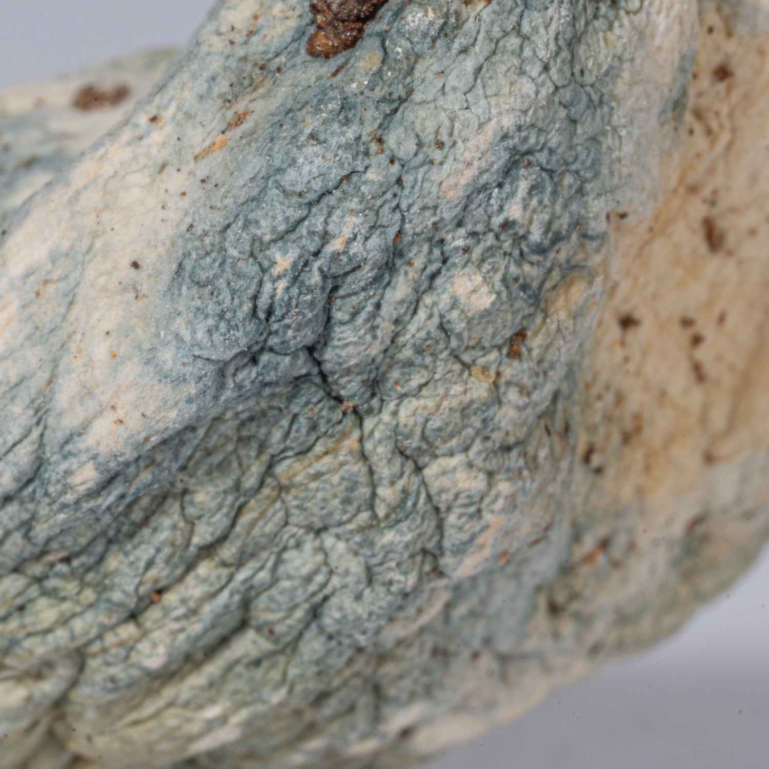 Penis Envy Mushrooms - Image 3