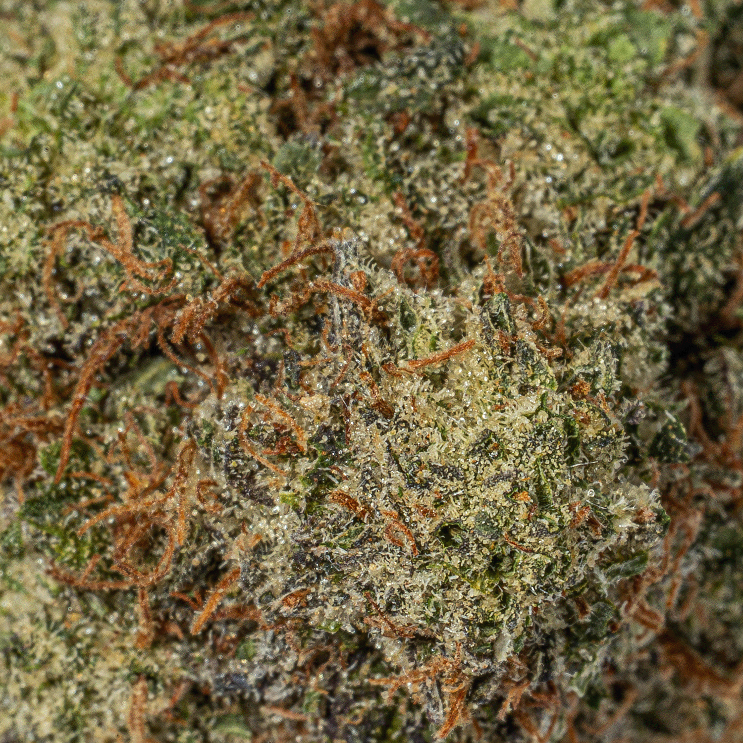 Paradise Waits (AAA+) - Image 4