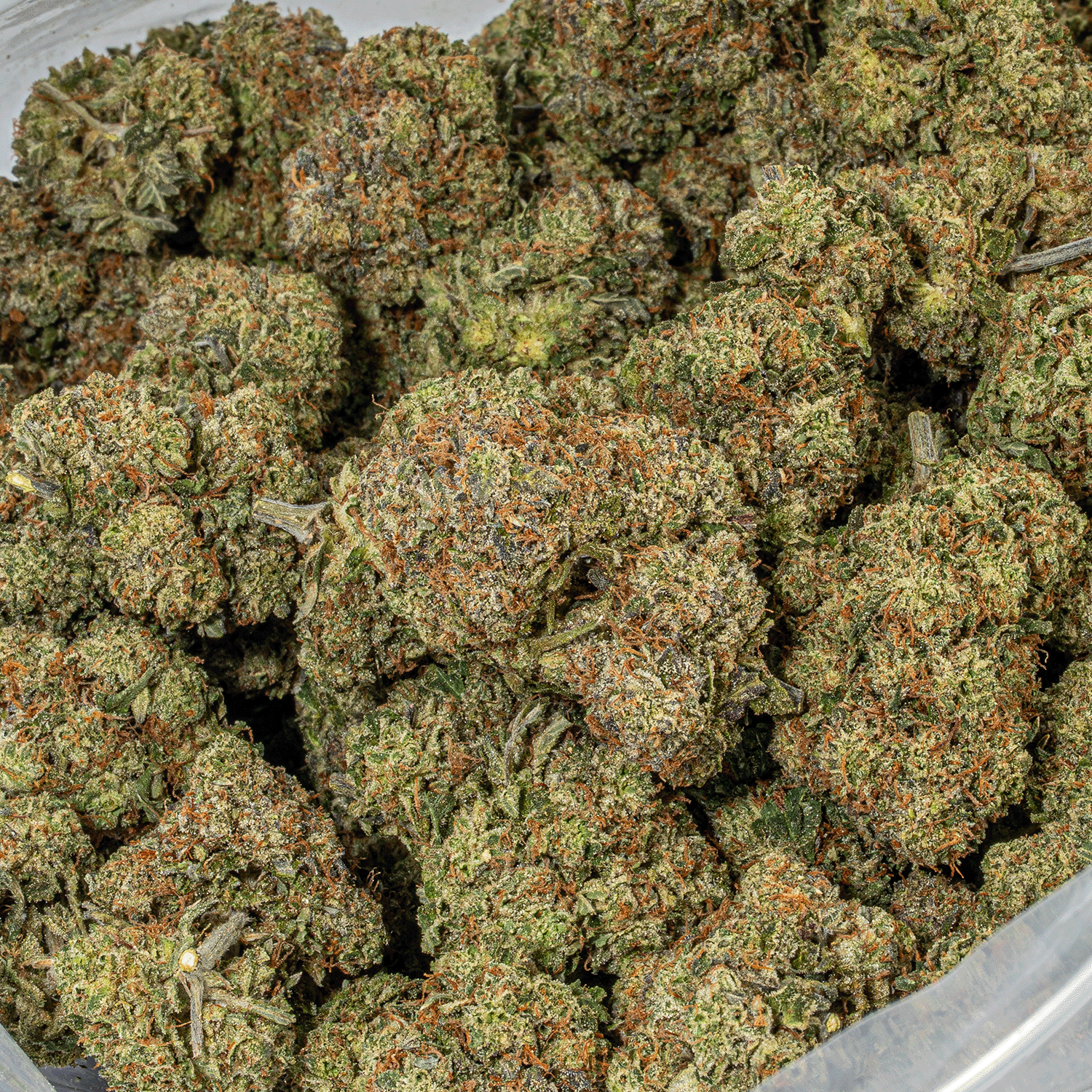 Paradise Waits (AAA+) - Image 5