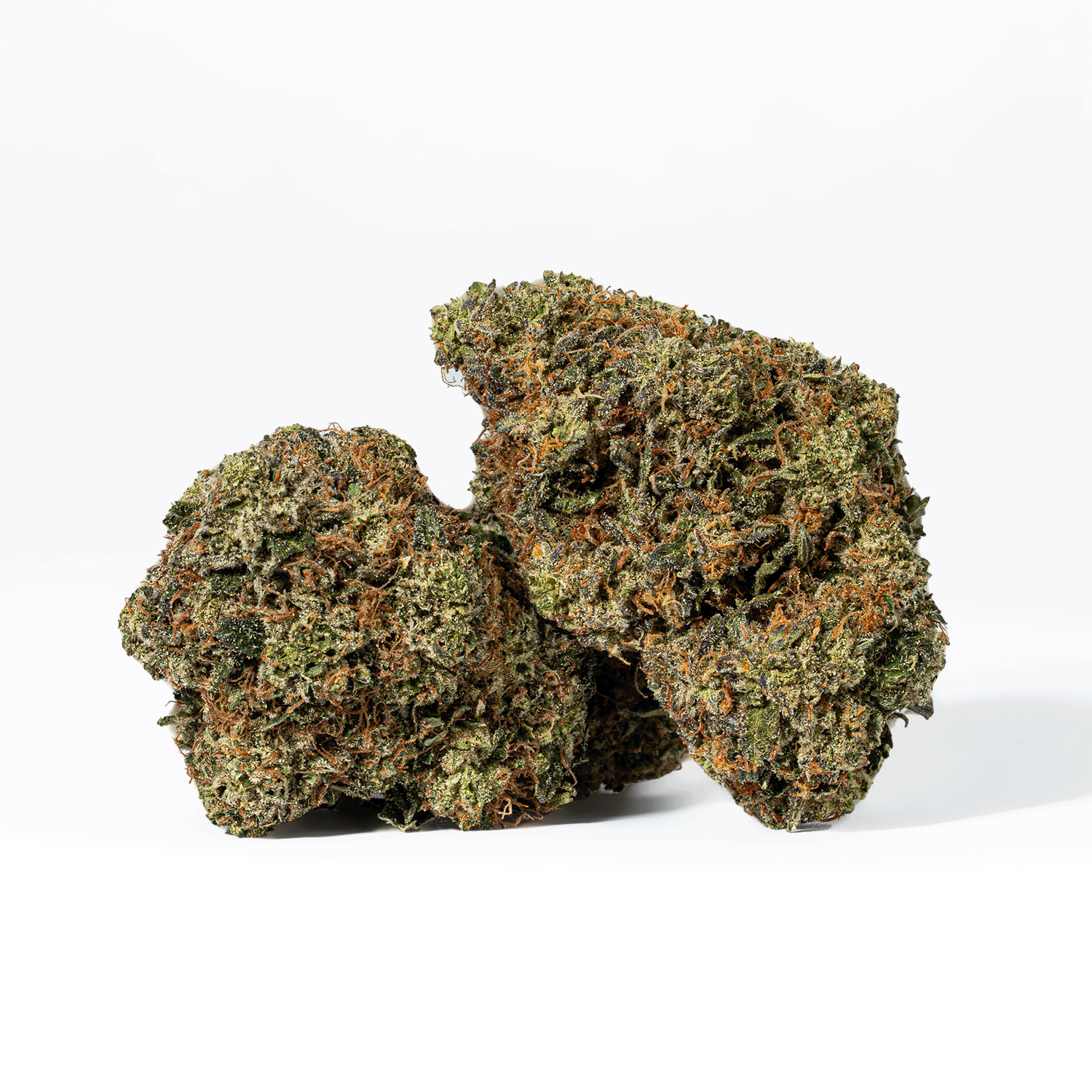 Gorilla Pink (AAA+) - Image 2