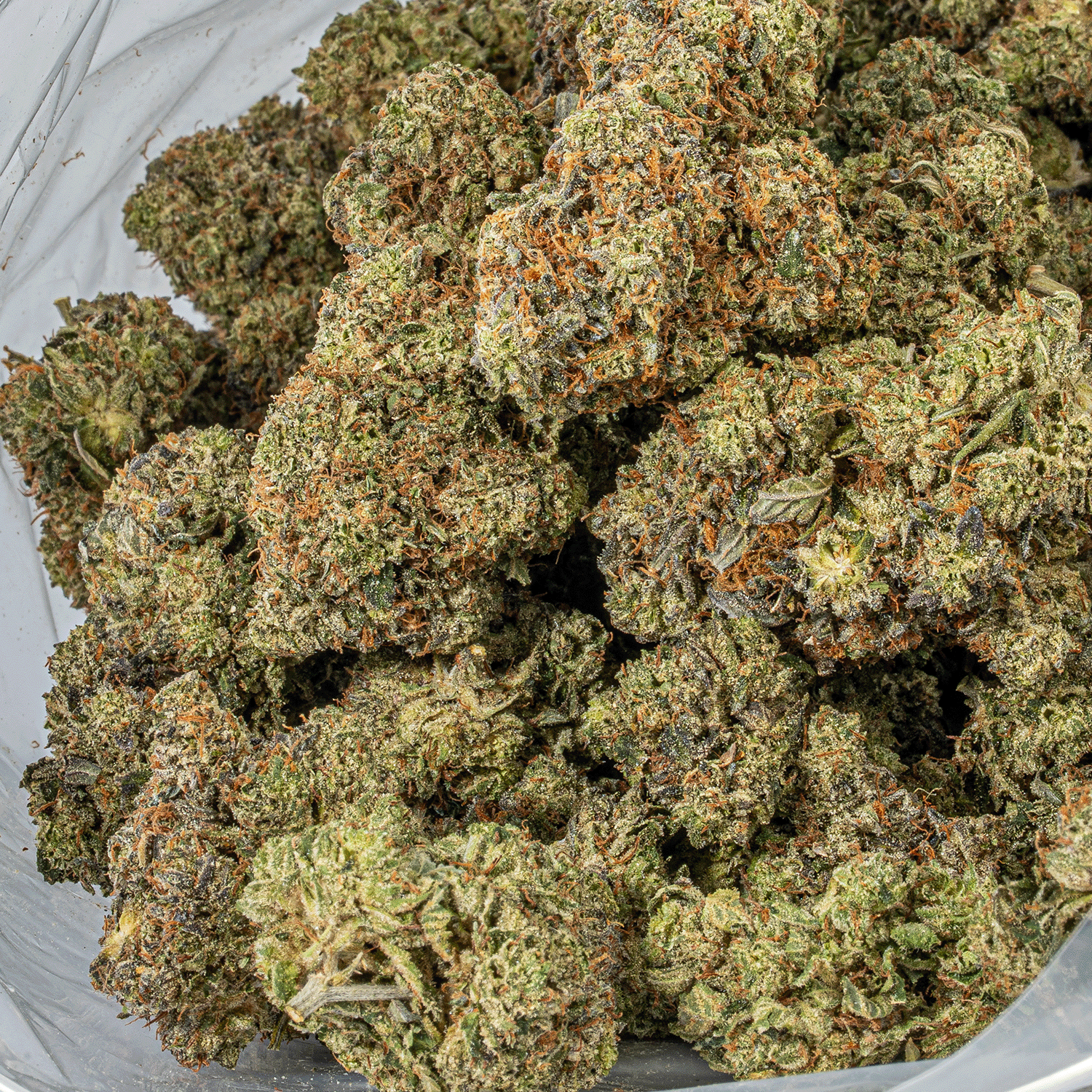 Gorilla Pink (AAA+) - Image 5