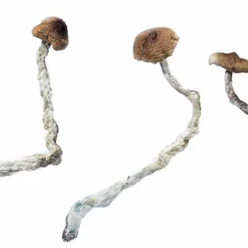 A-One Mushrooms - Mazatapec - Image 2