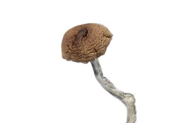 A-One Mushrooms - Mazatapec