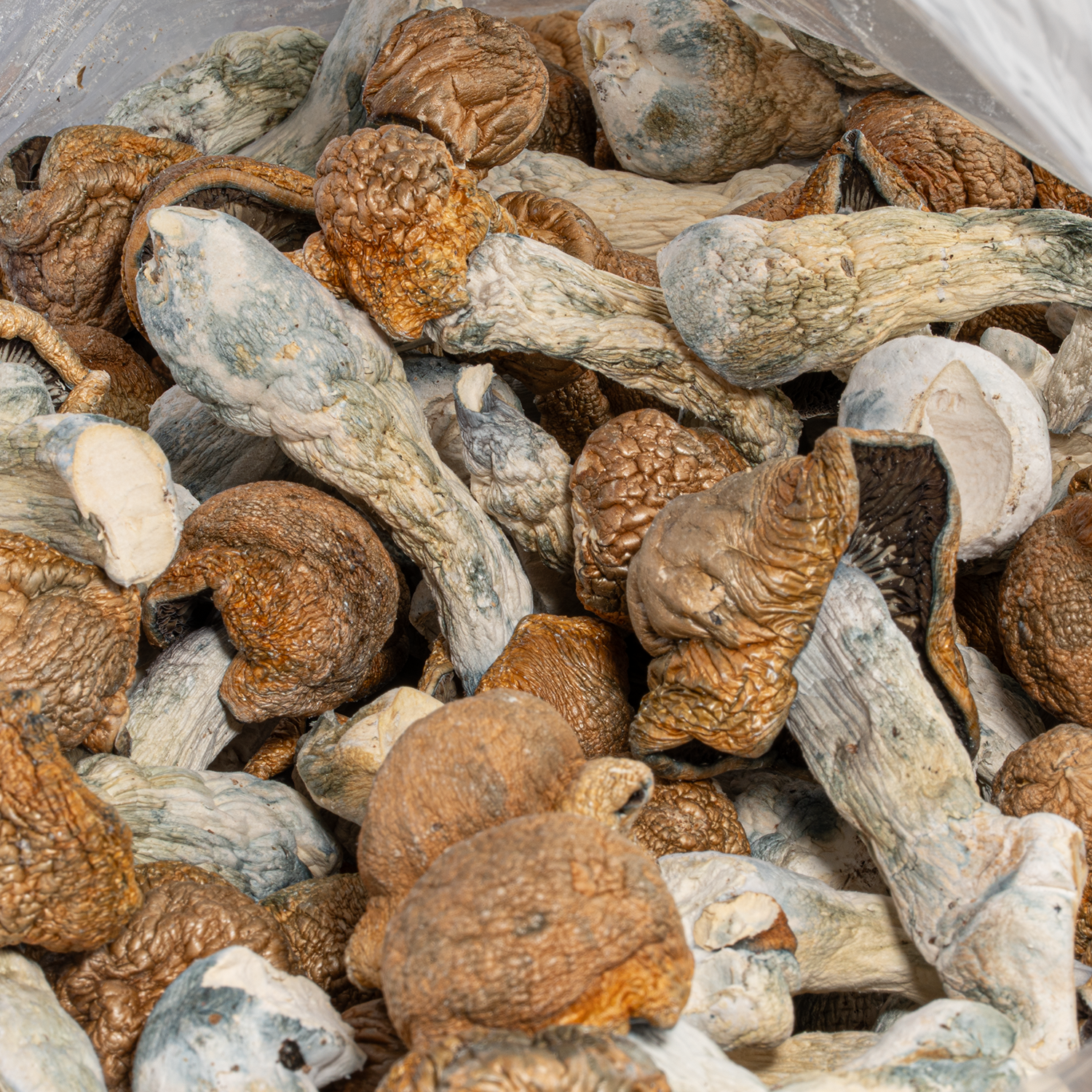 Tidal Wave Mushrooms - Image 4