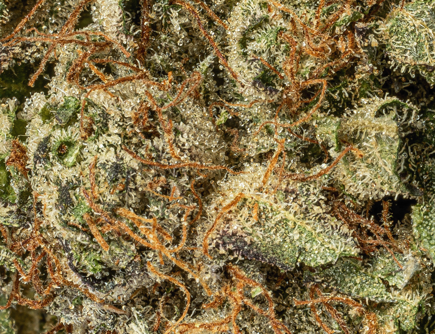 Ultra Pink (AAA+) - Image 5