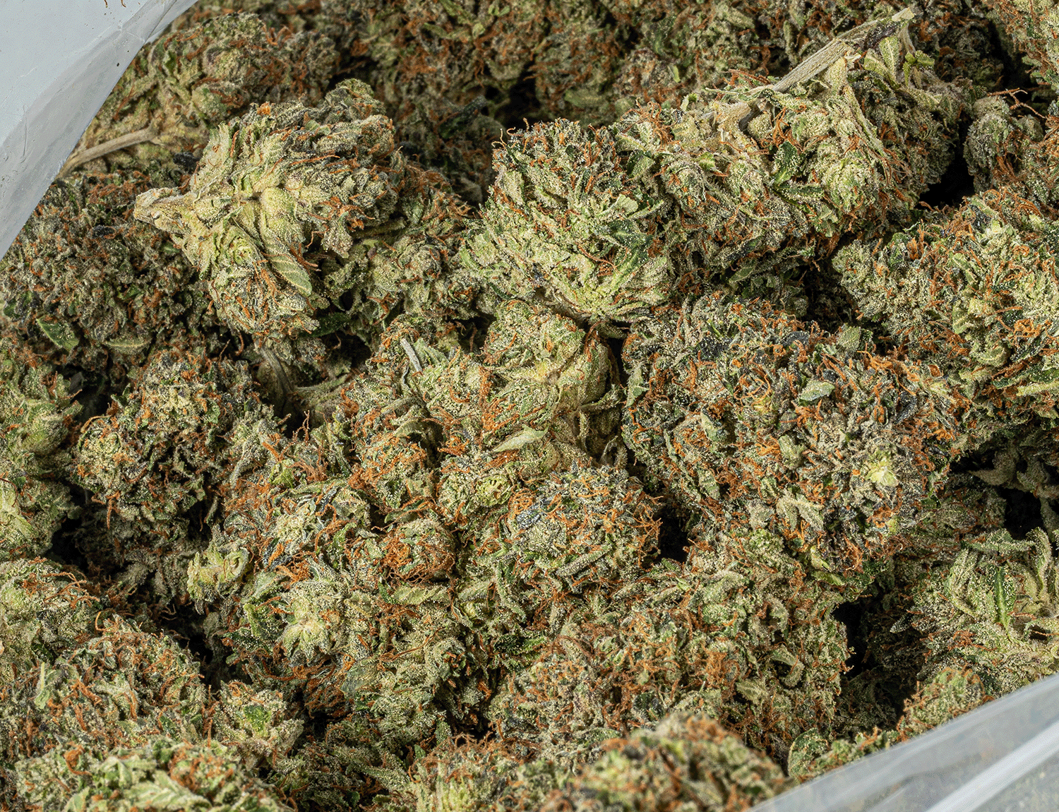 Ultra Pink (AAA+) - Image 4