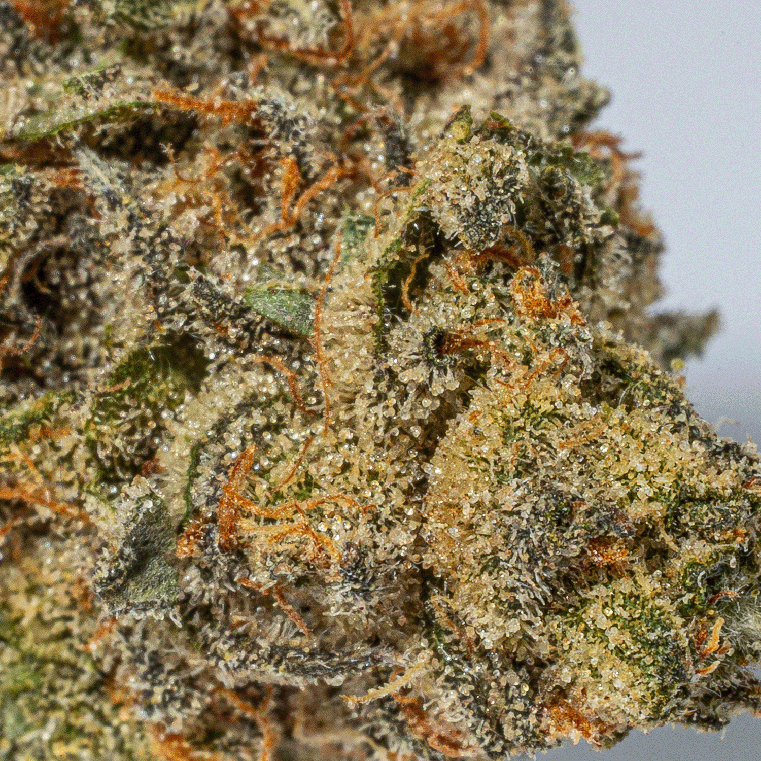 Turbo Diesel (AAA) - Image 5